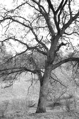 Tree by Jennifer Woods
